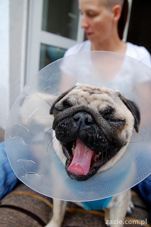 Kumok i Miszur mopsy pugs latający mops