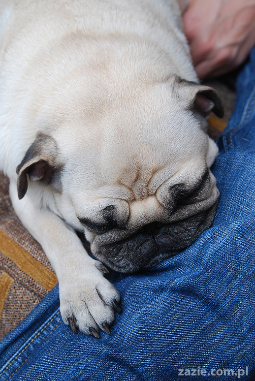 Kumok i Miszur mopsy pugs latający mops