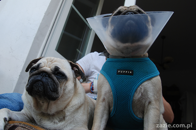 Kumok i Miszur mopsy pugs latający mops