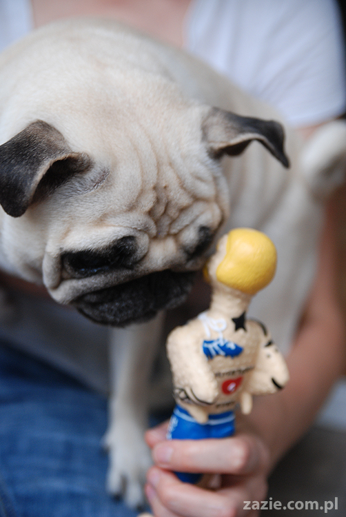 Kumok i Miszur mopsy pugs latający mops