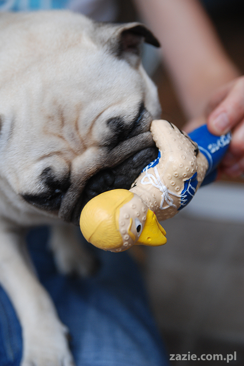 Kumok i Miszur mopsy pugs latający mops