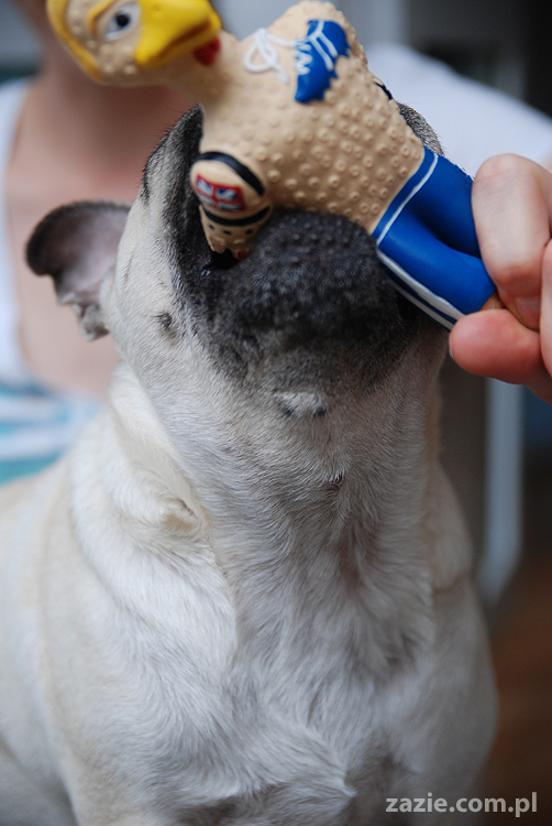 Kumok i Miszur mopsy pugs latający mops