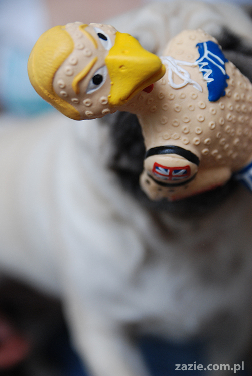 Kumok i Miszur mopsy pugs latający mops