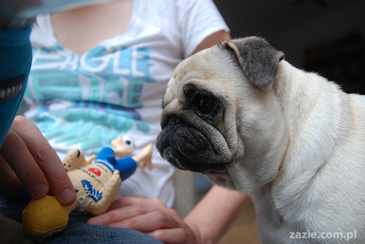 Kumok i Miszur mopsy pugs latający mops