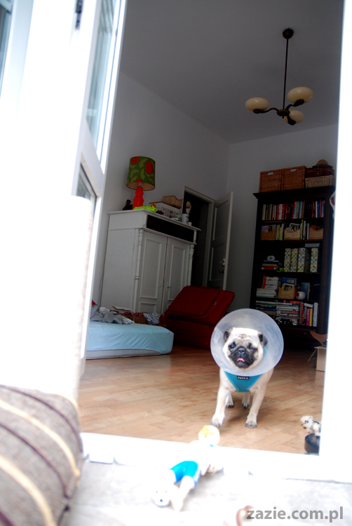 Kumok i Miszur mopsy pugs latający mops