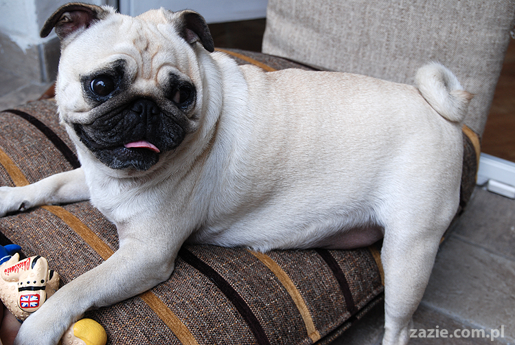 Kumok i Miszur mopsy pugs latający mops