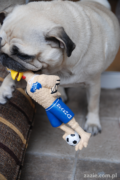 Kumok i Miszur mopsy pugs latający mops