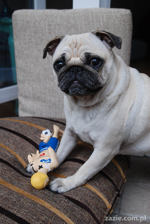 Kumok i Miszur mopsy pugs latający mops