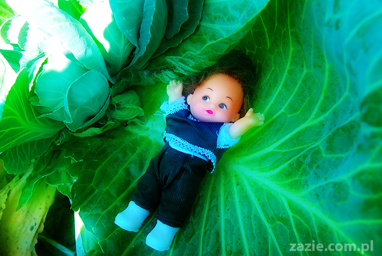 Grzybobranie 2011 Fundacja Form i Kształtów