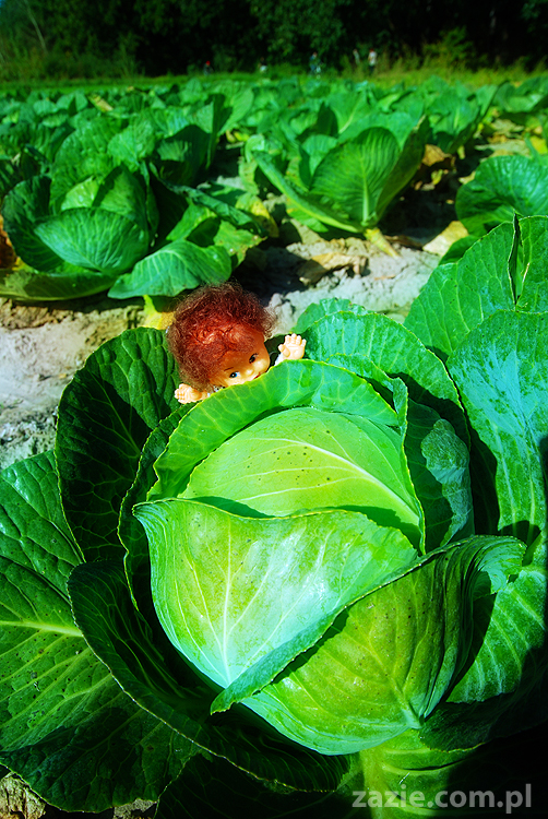 Grzybobranie 2011 Fundacja Form i Kształtów