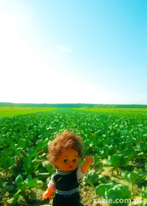 Grzybobranie 2011 Fundacja Form i Kształtów