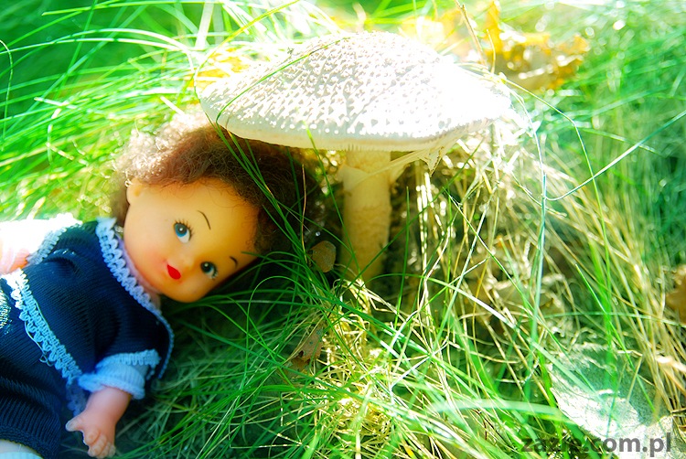 Grzybobranie 2011 Fundacja Form i Kształtów