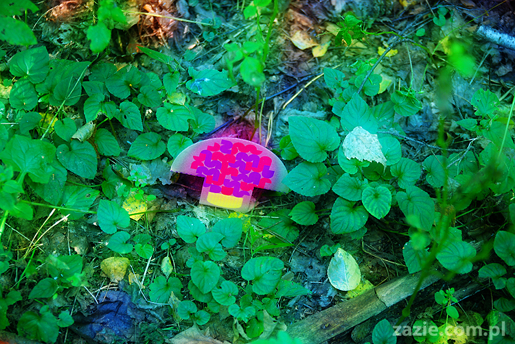 Grzybobranie 2011 Fundacja Form i Kształtów