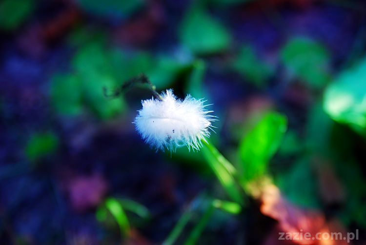 Grzybobranie 2011 Fundacja Form i Kształtów