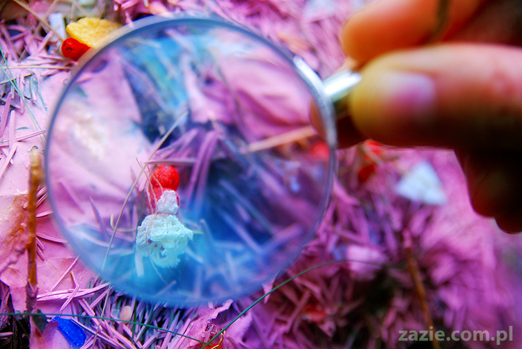 Grzybobranie 2011 Fundacja Form i Kształtów