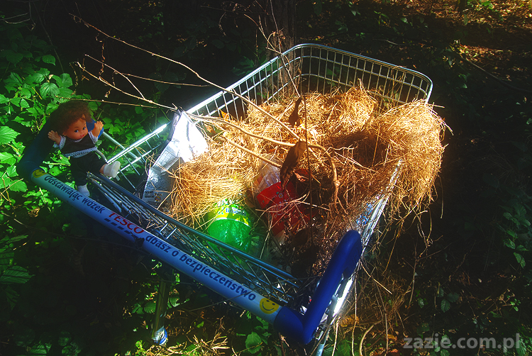 Grzybobranie 2011 Fundacja Form i Kształtów