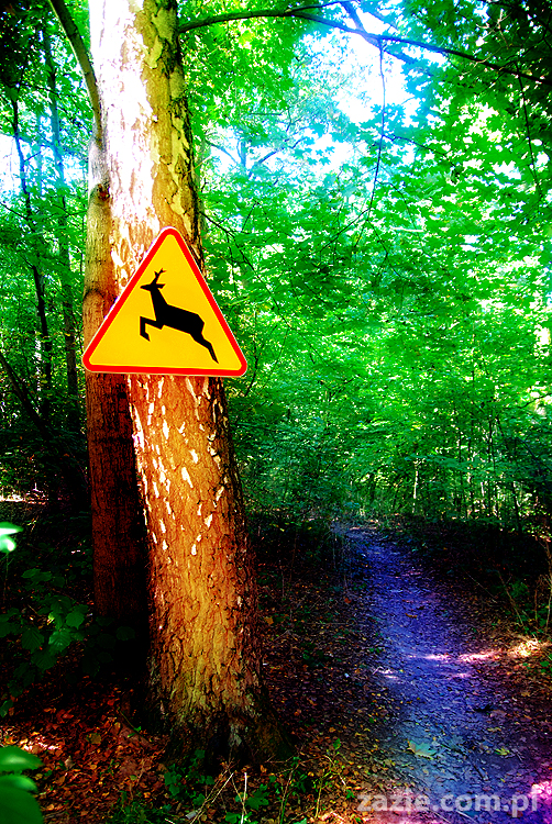 Grzybobranie 2011 Fundacja Form i Kształtów