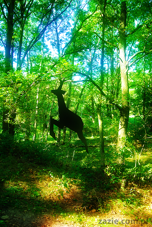 Grzybobranie 2011 Fundacja Form i Kształtów