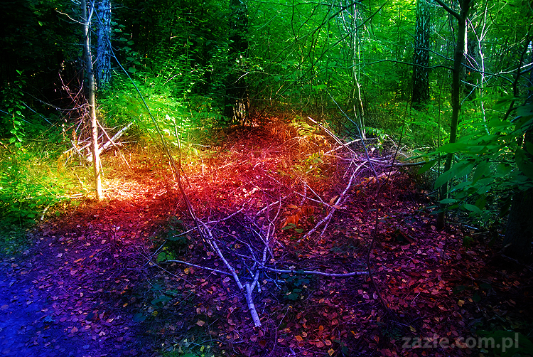 Grzybobranie 2011 Fundacja Form i Kształtów