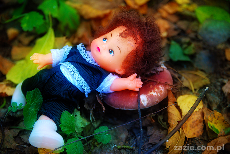 Grzybobranie 2011 Fundacja Form i Kształtów