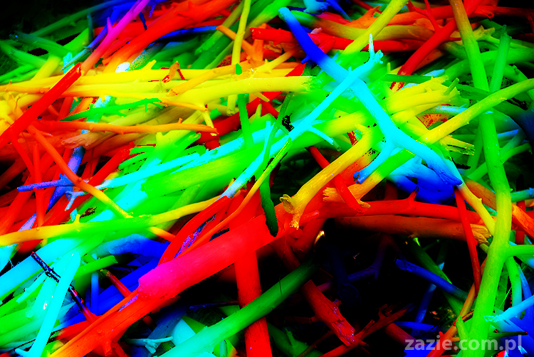 Grzybobranie 2011 Fundacja Form i Kształtów