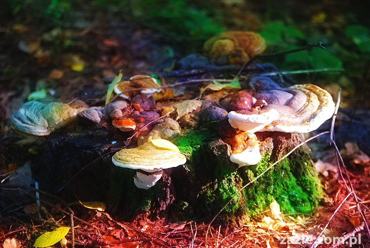 Grzybobranie 2011 Fundacja Form i Kształtów