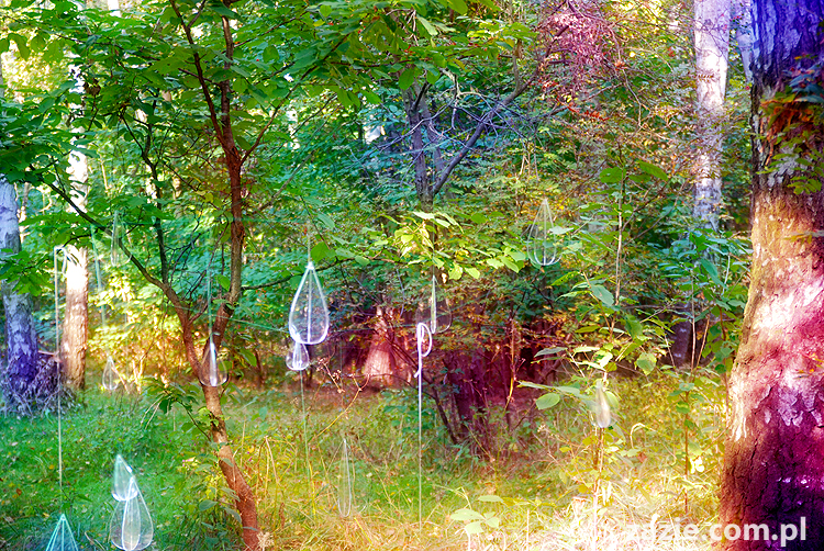 Grzybobranie 2011 Fundacja Form i Kształtów