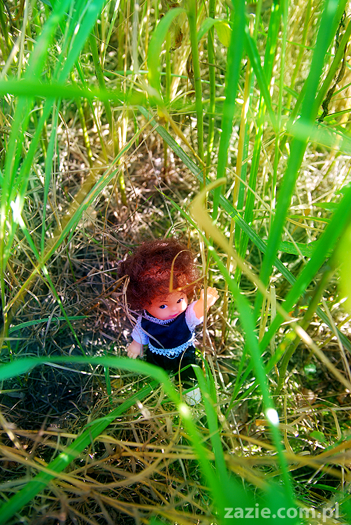 Grzybobranie 2011 Fundacja Form i Kształtów