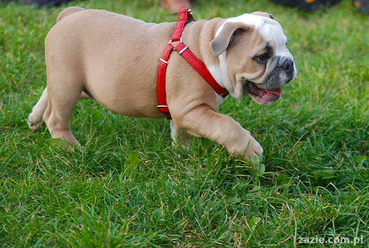 mops mopsy pugs Kumok Miszur Bułka i buldog angielski szczeniak Beza