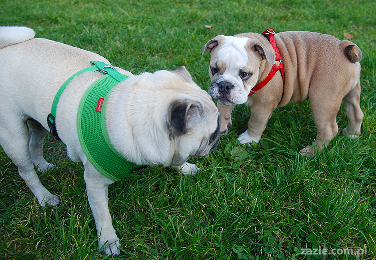 mops mopsy pugs Kumok Miszur Bułka i buldog angielski szczeniak Beza