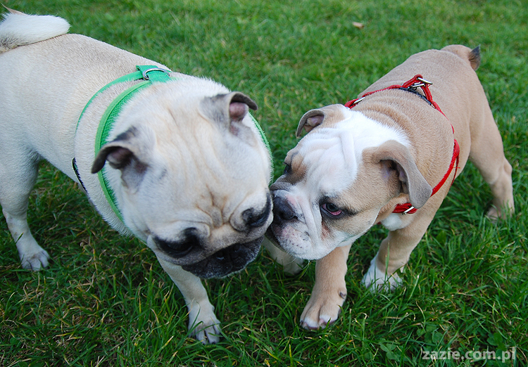 mops mopsy pugs Kumok Miszur Bułka i buldog angielski szczeniak Beza