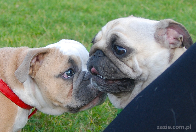 mops mopsy pugs Kumok Miszur Bułka i buldog angielski szczeniak Beza