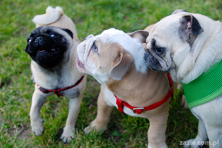mops mopsy pugs Kumok Miszur Bułka i buldog angielski szczeniak Beza