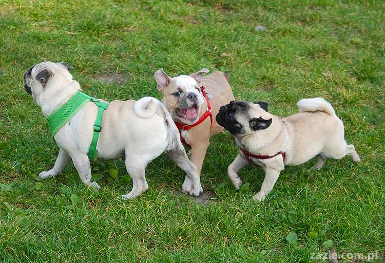 mops mopsy pugs Kumok Miszur Bułka i buldog angielski szczeniak Beza
