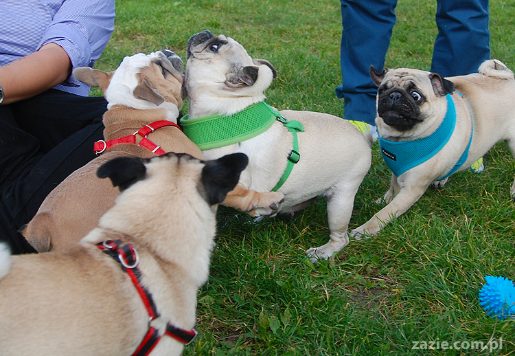 mops mopsy pugs Kumok Miszur Bułka i buldog angielski szczeniak Beza