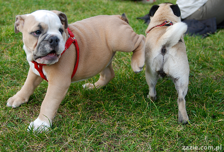 mops mopsy pugs Kumok Miszur Bułka i buldog angielski szczeniak Beza
