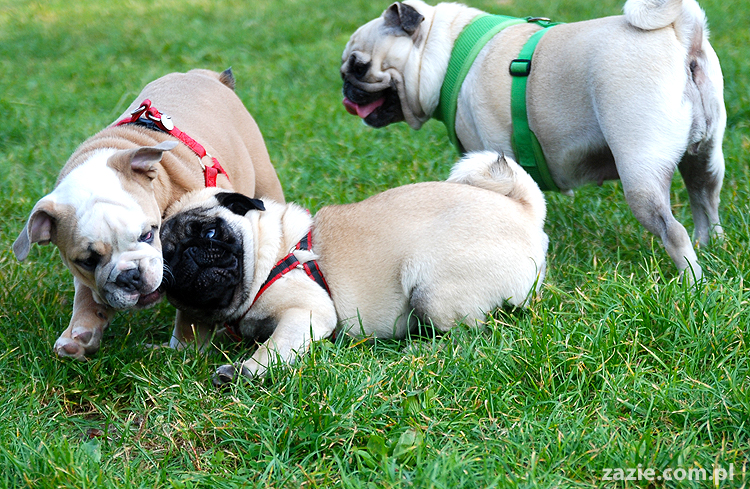 mops mopsy pugs Kumok Miszur Bułka i buldog angielski szczeniak Beza