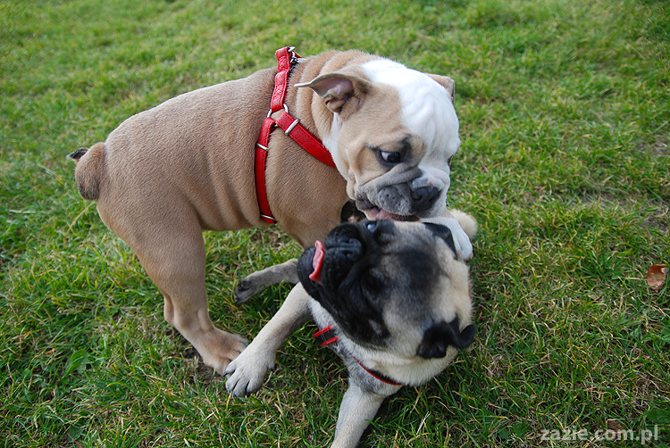 mops mopsy pugs Kumok Miszur Bułka i buldog angielski szczeniak Beza