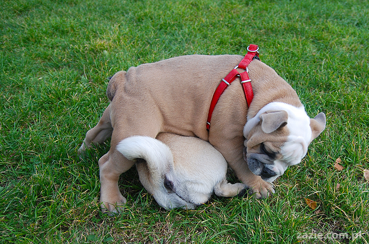 mops mopsy pugs Kumok Miszur Bułka i buldog angielski szczeniak Beza