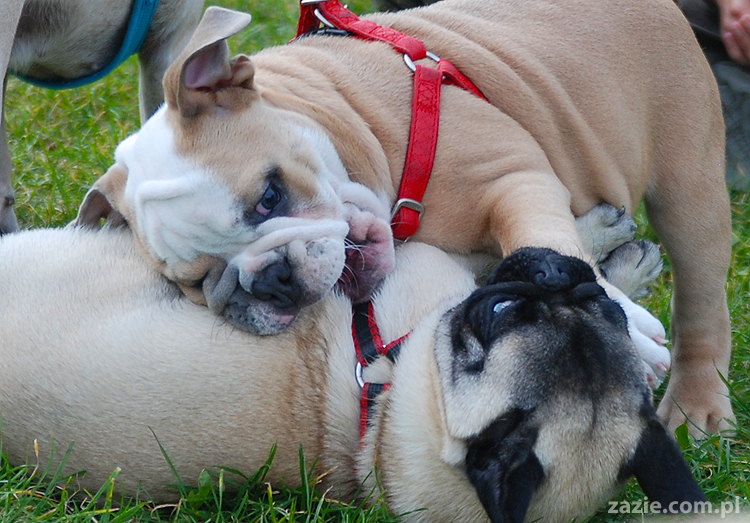 mops mopsy pugs Kumok Miszur Bułka i buldog angielski szczeniak Beza