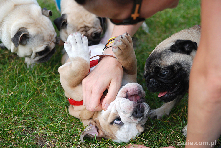 mops mopsy pugs Kumok Miszur Bułka i buldog angielski szczeniak Beza