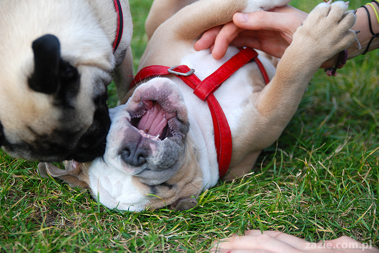 mops mopsy pugs Kumok Miszur Bułka i buldog angielski szczeniak Beza