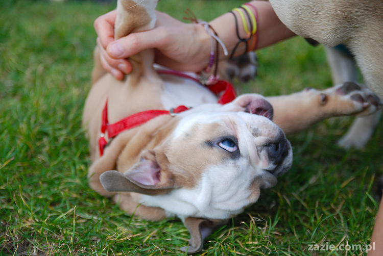 mops mopsy pugs Kumok Miszur Bułka i buldog angielski szczeniak Beza