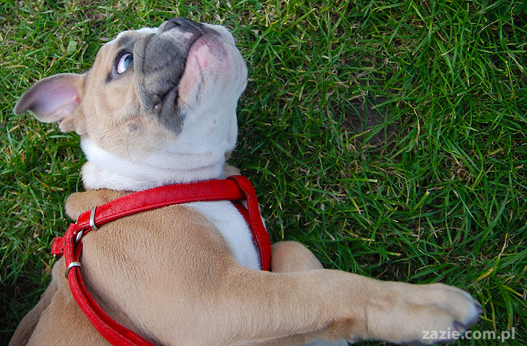 mops mopsy pugs Kumok Miszur Bułka i buldog angielski szczeniak Beza