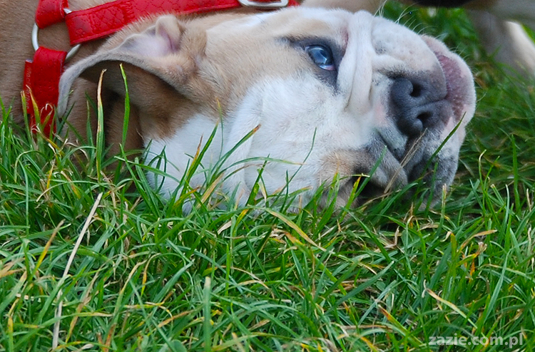 mops mopsy pugs Kumok Miszur Bułka i buldog angielski szczeniak Beza