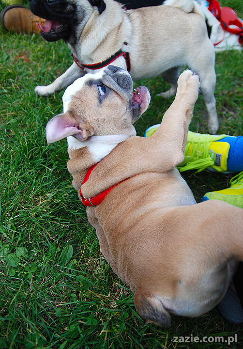 mops mopsy pugs Kumok Miszur Bułka i buldog angielski szczeniak Beza