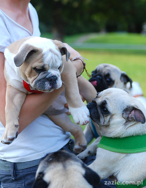 mops mopsy pugs Kumok Miszur Bułka i buldog angielski szczeniak Beza