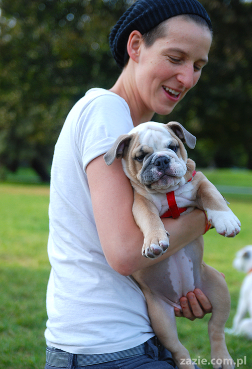 mops mopsy pugs Kumok Miszur Bułka i buldog angielski szczeniak Beza