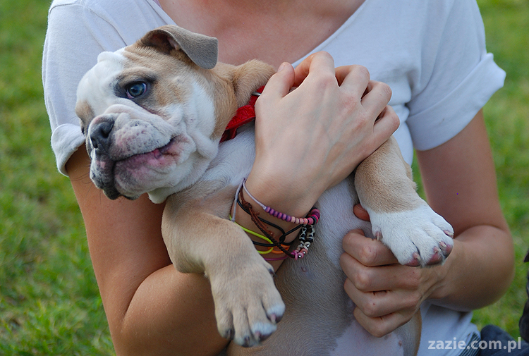mops mopsy pugs Kumok Miszur Bułka i buldog angielski szczeniak Beza
