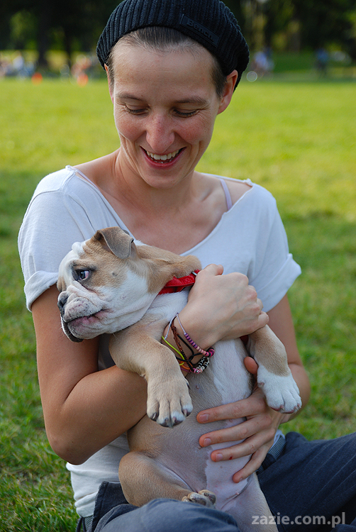 mops mopsy pugs Kumok Miszur Bułka i buldog angielski szczeniak Beza